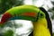 Keel-billed toucan close up shot looking to the left