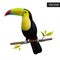 Keel-billed Toucan isolated on a white background. Realistic Ramphastos sulfuratus national bird of Belize.