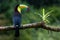 A keel billed toucan perched on a branch