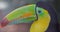 Keel-billed toucan Ramphastos sulfuratus