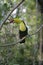 Keel-billed toucan, Ramphastos sulfuratus