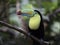 Keel-billed Toucan (Ramphastos sulfuratus)