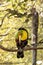 Keel-billed toucan, Ramphastos sulfuratus