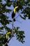 Keel-billed toucan Ramphastos sulfuratus