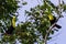 Keel-billed toucan Ramphastos sulfuratus