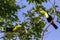 Keel-billed toucan Ramphastos sulfuratus