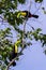 Keel-billed toucan Ramphastos sulfuratus