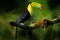 Keel-billed Toucan - Ramphastos sulfuratus also known as sulfur-breasted toucan or rainbow-billed toucan