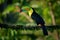 Keel-billed Toucan - Ramphastos sulfuratus  also known as sulfur-breasted toucan or rainbow-billed toucan, Latin American