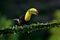 Keel-billed Toucan - Ramphastos sulfuratus  also known as sulfur-breasted toucan or rainbow-billed toucan, Latin American
