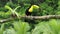 Keel-billed Toucan - Ramphastos sulfuratus also known as sulfur-breasted toucan or rainbow-billed toucan, Latin American member