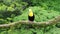 Keel-billed toucan - ramphastos sulfuratus also known as sulfur-breasted toucan or rainbow-billed toucan, Latin American member