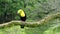 Keel-billed Toucan - Ramphastos sulfuratus  also known as sulfur-breasted toucan or rainbow-billed toucan, Latin American member