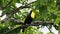 Keel-billed Toucan - Ramphastos sulfuratus  also known as sulfur-breasted toucan or rainbow-billed toucan, member of the toucan