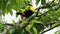 Keel-billed Toucan - Ramphastos sulfuratus  also known as sulfur-breasted toucan or rainbow-billed toucan, member of the toucan