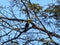 Keel-billed toucan, Ramphastos sulfuratus, Belize, Cockscob Basin wildlife sanctuary