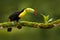 Keel-billed Toucan, Ramphastos sulfuratus, bird with big bill. Toucan sitting on the branch in the forest, Boca Tapada, green vege