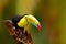Keel-billed Toucan, Ramphastos sulfuratus, bird with big bill. Toucan sitting on the branch in the forest, Boca Tapada, Laguna de