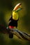 Keel-billed Toucan, Ramphastos sulfuratus, bird with big bill. Toucan sitting on the branch in forest with fruit in beak, Boca Tap