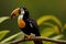 Keel-billed Toucan, Ramphastos sulfuratus, bird with big bill. Toucan sitting on the branch, generative ai, in the forest