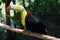 Keel-billed Toucan, Ramphastos sulfuratus, in Macaw Mountain Bird Park, Copan Ruinas, Honduras