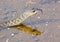 A keelback venomous snake in Queensland, Australia