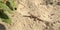 Keeled Earless Lizard