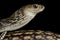 Keeled Rat Snake Ptyas carinata
