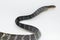 Keeled Rat Snake Ptyas carinata on white background