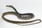 Keeled Rat Snake Ptyas carinata on white background