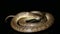 The keeled slug-eating snake, Pareas carinatus, Isolated on black background