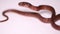 The keeled slug-eating snake, Pareas carinatus, Isolated on white background