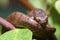 The keeled slug-eating snake, Pareas carinatus, is a species of snake in the family Pareidae