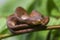 The keeled slug-eating snake, Pareas carinatus, is a species of snake in the family Pareidae