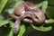 The keeled slug-eating snake, Pareas carinatus, is a species of snake in the family Pareidae