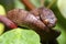 The keeled slug-eating snake, Pareas carinatus, is a species of snake in the family Pareidae