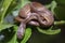 The keeled slug-eating snake, Pareas carinatus, is a species of snake in the family Pareidae