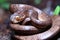 The keeled slug-eating snake, Pareas carinatus, is a species of snake in the family Pareidae