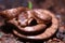 The keeled slug-eating snake, Pareas carinatus, is a species of snake in the family Pareidae