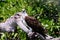 Keen eyes of a perched Osprey