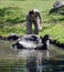 Keeper help to roll over an up side down Aldabra giant tortoise