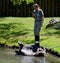 Keeper help to roll over an up side down Aldabra giant tortoise