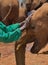 a keeper lovingly pats the head of an orphaned elephant bonding and at the Sheldrick Wildlife Trust