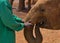 a keeper touches the trunk of a young orphaned african elephant comforting it at the Sheldrick Wildlife Trust, Nairobi Nursery
