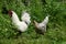 Keeping Appenzeller Spitzhauben chickens at home in the country