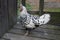 Keeping Appenzeller Spitzhauben chickens at home in the country