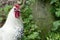 Keeping chickens at home in the country