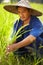 Keeping traditions alive. A rice farmers harvests his rice with a scythe - Thailand.