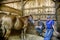 Keeping a watchful eye in stall