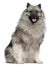 Keeshond, 1 year old, sitting in front of white